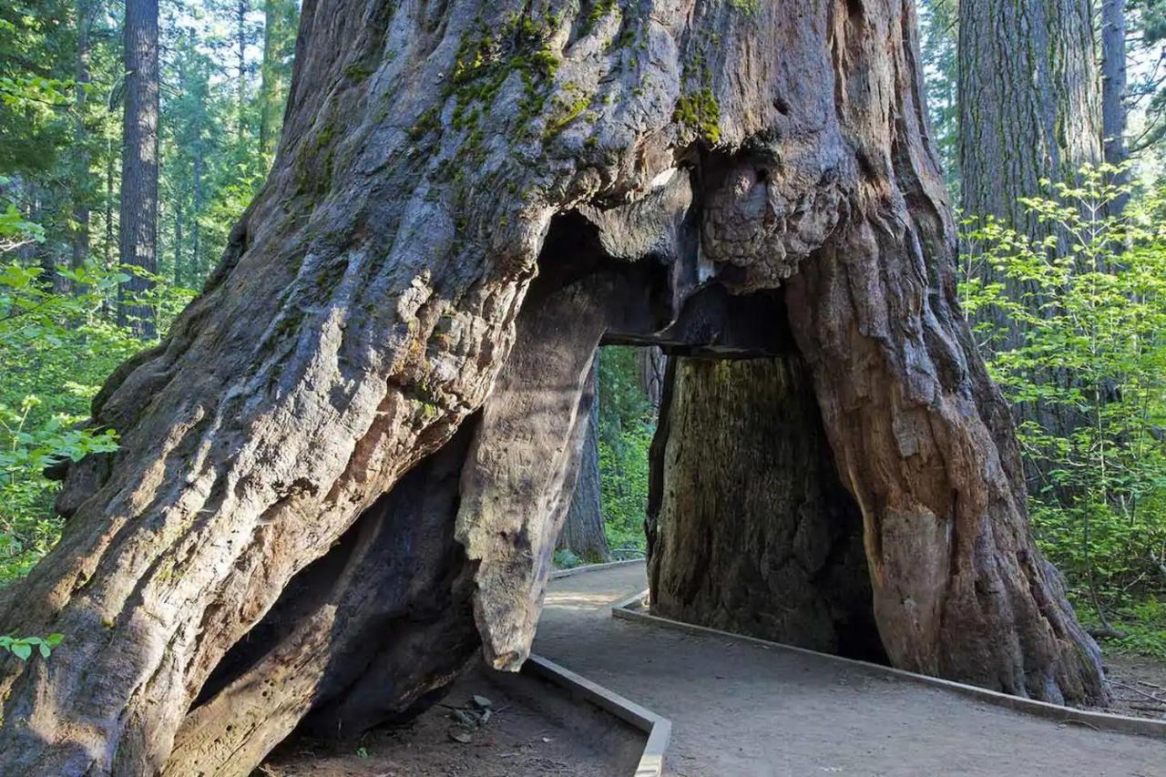 Lakeside Bls Retreat Near Big Trees & Bear Valley Villa Arnold Bagian luar foto